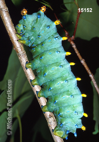 Hyalophora cecropia